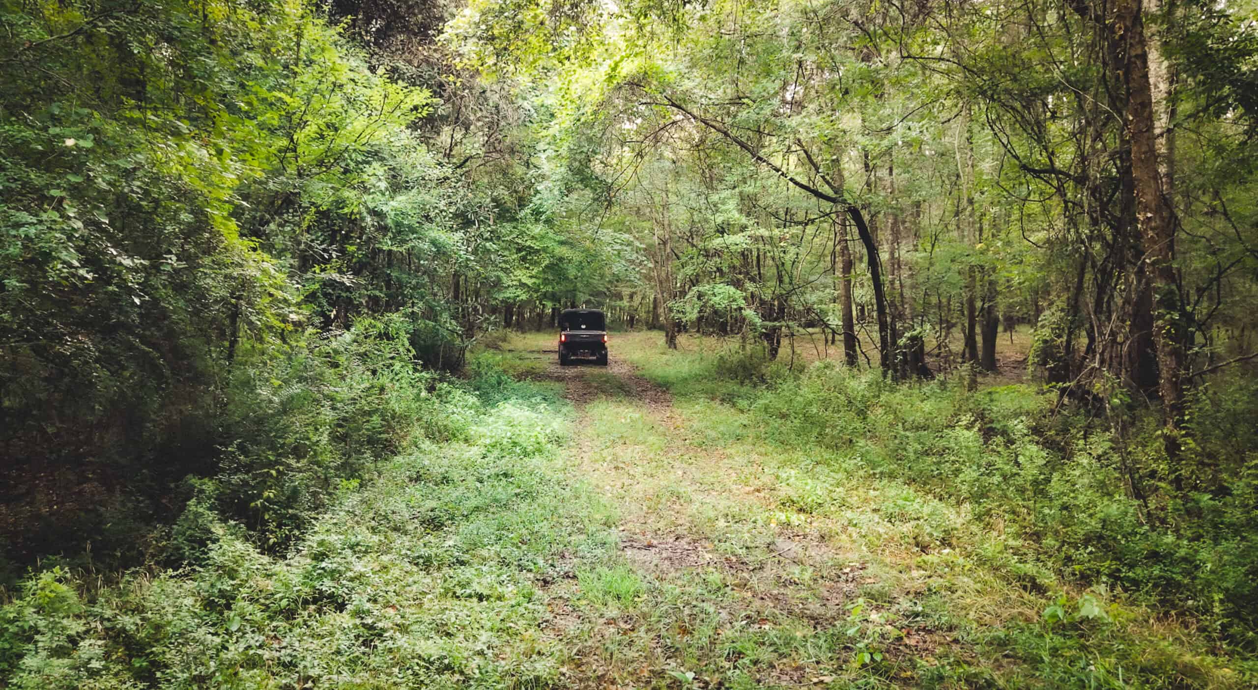 The Sand Bar 77 | 77 Acres | Montezuma, GA
